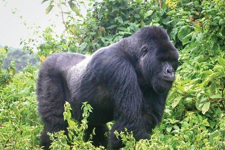 11 - Dia do Orgulho de Uganda Wildlife Safari