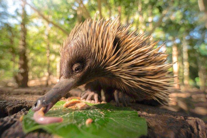 Transfert au zoo d'Australie depuis Noosa et Sunshine Coast