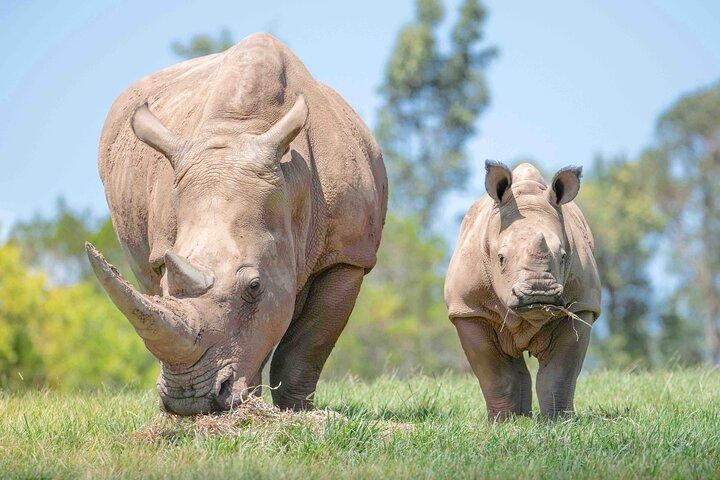 Transfert au zoo d'Australie depuis Noosa et Sunshine Coast