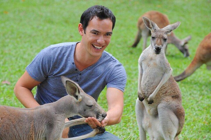 Transfert au zoo d'Australie depuis Noosa et Sunshine Coast