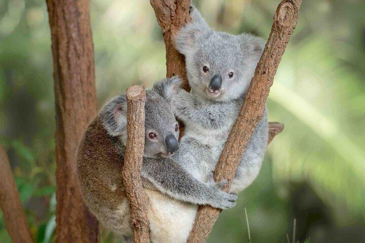 Transfert au zoo d'Australie depuis Noosa et Sunshine Coast