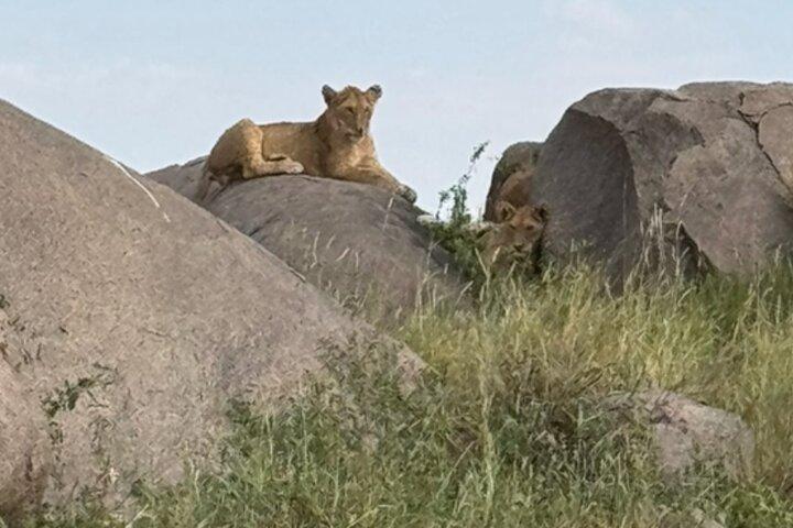 Big Five Classic Safari Tanzanias 7-dages All Inclusive-oplevelse