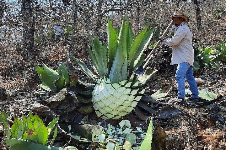 Visite du Mezcal durable à une distillerie familiale primée