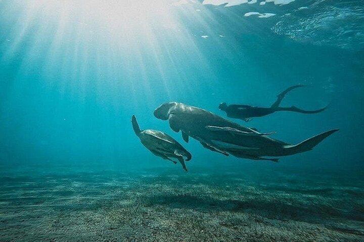 Marsa Mubarak Boat Trip with Dugongs and Turtles From Hurghada