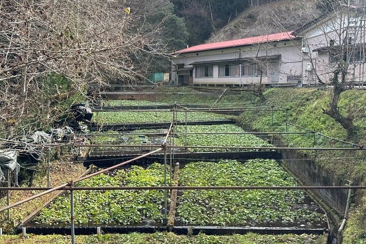 Mt Fuji Views Tour by Bullet Train Hokusai Train and Wasabi Farm