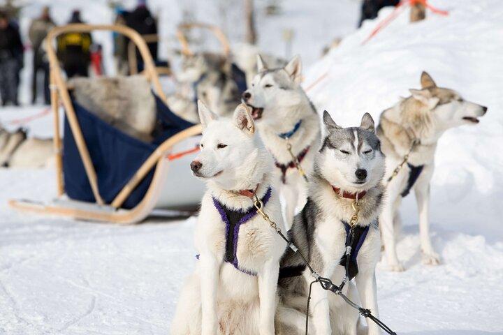Safari Husky de 2 km et visite du chenil à Arctic Circle