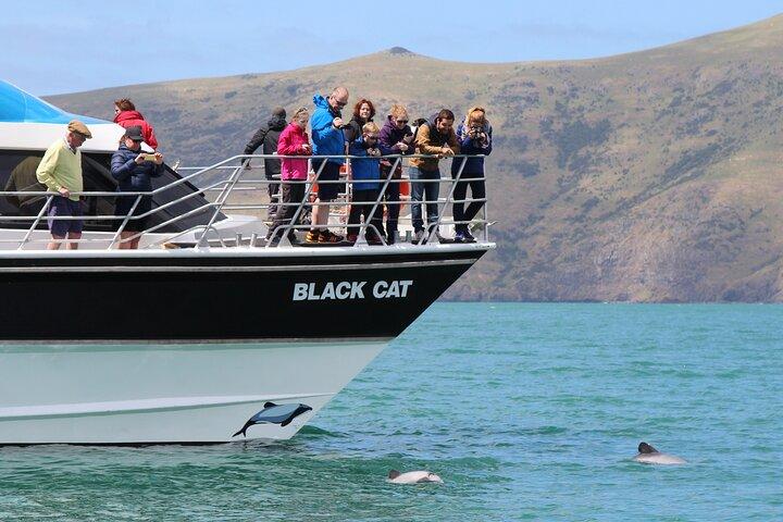 Akaroa med valgfri delfin krydstogt (Small Group Tour)