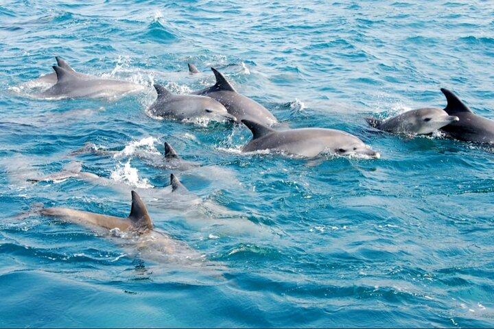 Muscat Dolphin Watching Boat incredibile viaggio