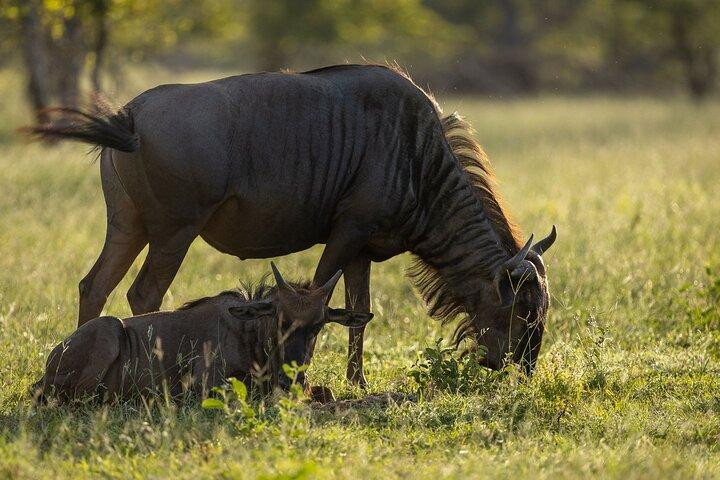 1/2 - Day Sunset Kruger Game Drive Safari ab Hayzview