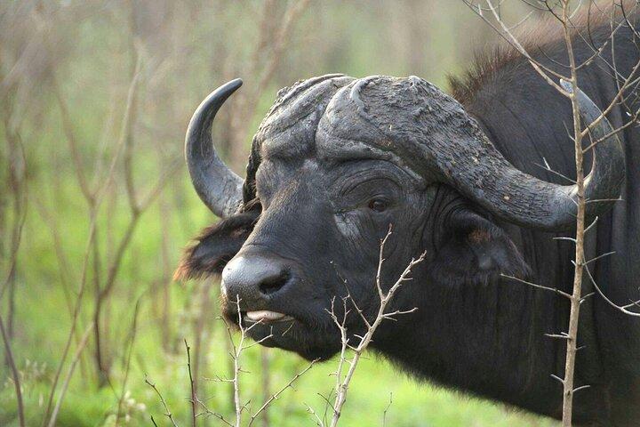 Da Johannesburg Giornata intera Safari al Parco Nazionale Pilanesberg