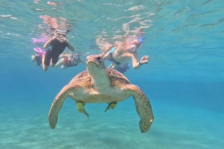 ジュゴンとマルサアラムの亀とシュノーケルボートの旅