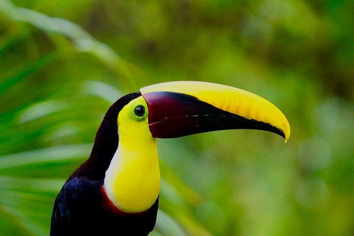 Manuel Antonio Nationaal Park Natuurtour