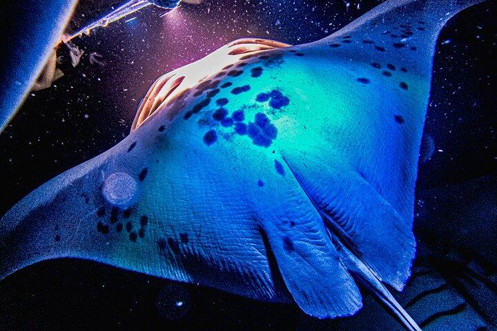 Kona Manta Ray Snorkel Tour : garantito o torna gratis
