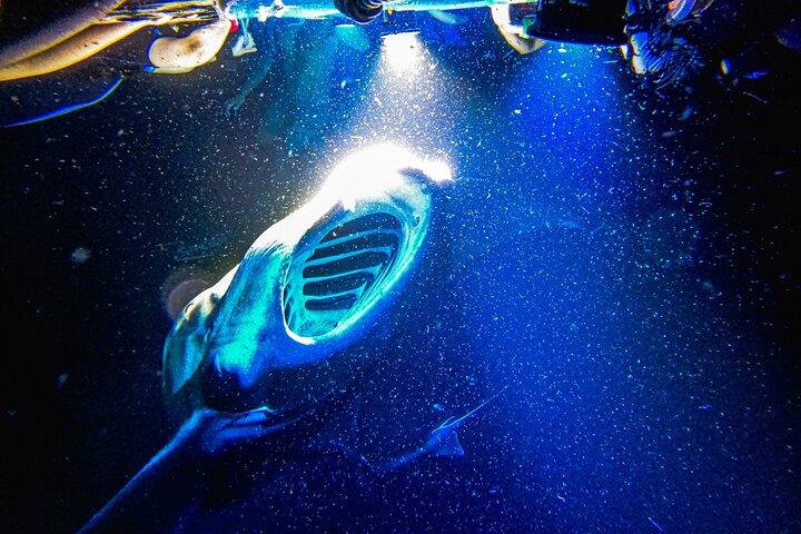 Kona Manta Ray Snorkel Tour : garantito o torna gratis