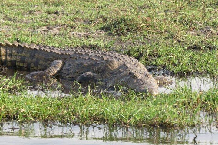 7日間のサファリビクトリアフォールズ、ファンゲとチョベアドベンチャー