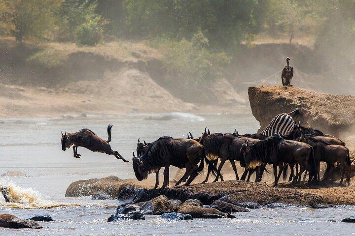 Expédition d'observation des oiseaux au Kenya