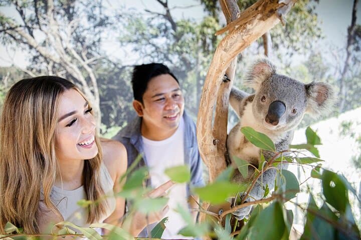 Small Group: Blue Mountains with Zoo, Koala Photo & Scenic World