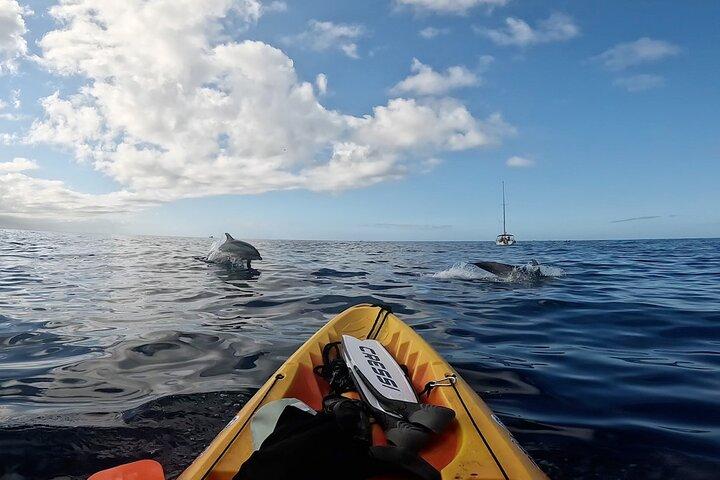 Teneriffa : Kleine Kajak- und Schnorcheltour mit Meeresfauna