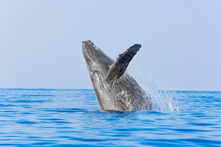 Whale Watching a Los Cabos – Un’esperienza indimenticabile