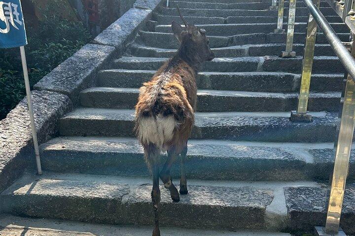 スペイン語ガイド付き広島・宮島6時間プライベートツアー