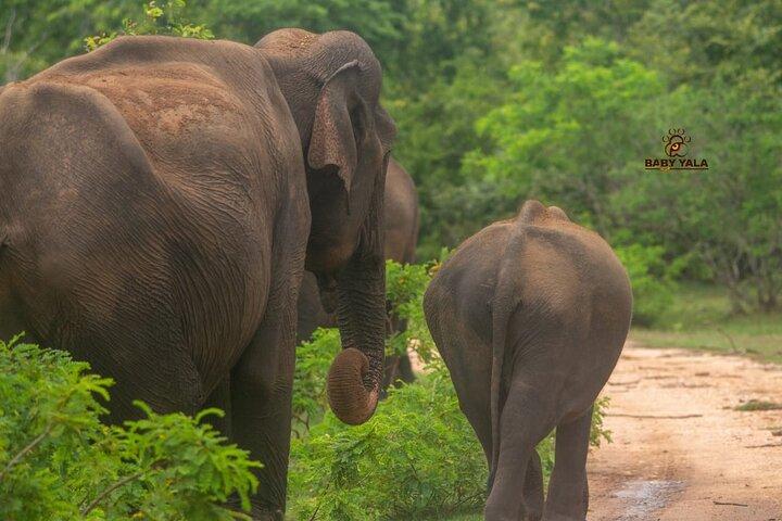 Excursões em Yala National Park