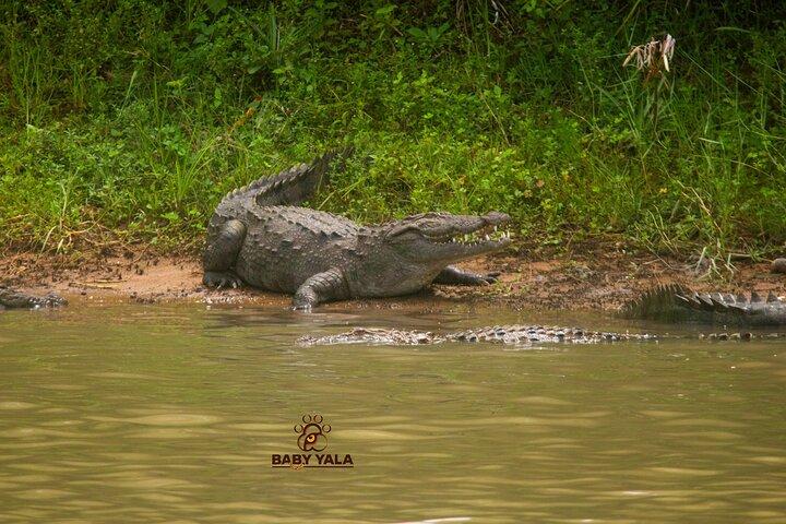 Excursões em Yala National Park
