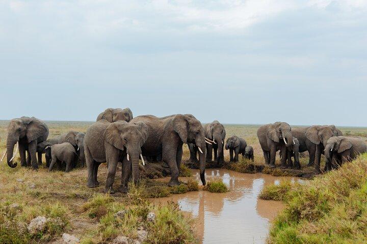 Safari privado para Serengeti Ngorongoro e Tarangire