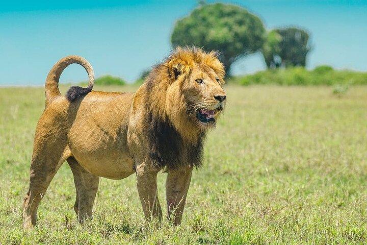 2 Days Masai Mara Group Safari in 4WD Jeep From Nairobi