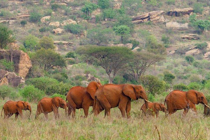 2 Tage Tsavo Ost Safari ab Diani Beach