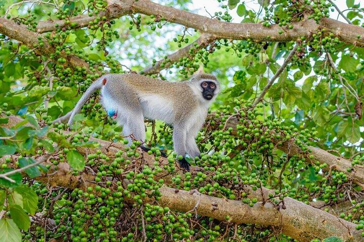 2 Tage Tsavo Ost Safari ab Diani Beach