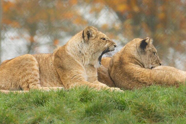 Bilhete de entrada do zoológico de Whipsnade