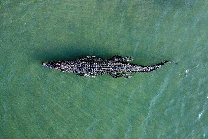 Private Luxus Cape Tribulation Abenteuer und Krokodil Kreuzfahrt