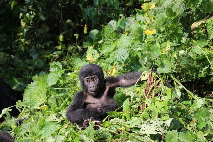 10 dagar Uganda Big 5 och Gorilla Safari