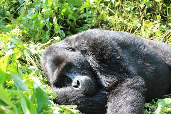 10 dagar Uganda Big 5 och Gorilla Safari