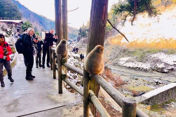 VIP Snow Monkeys Park Customized Private One Day Tour