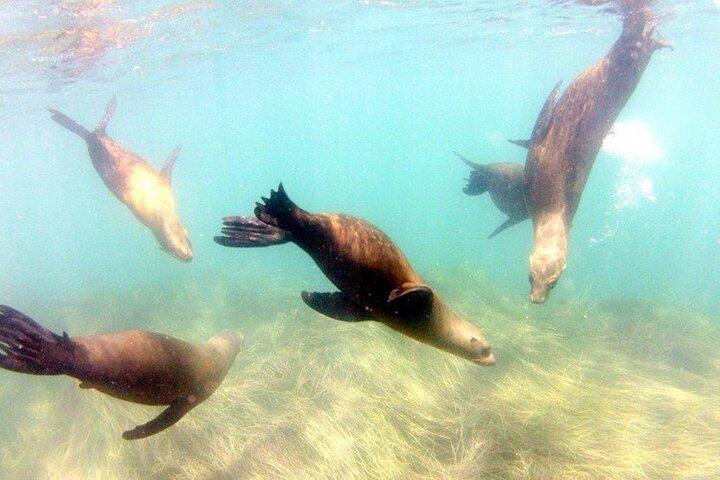 Tour guidato di snorkeling della baia di La Jolla con leoni marini e grotte marine