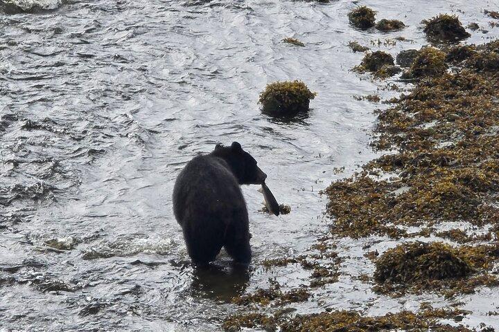 Private Van Wildlife Tour
