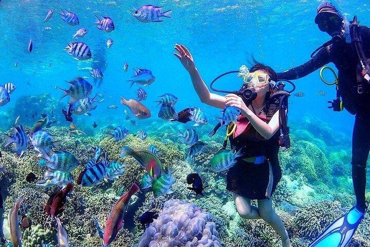 Hon Mun Island Discovery Scuba Diving Experience à Nha Trang