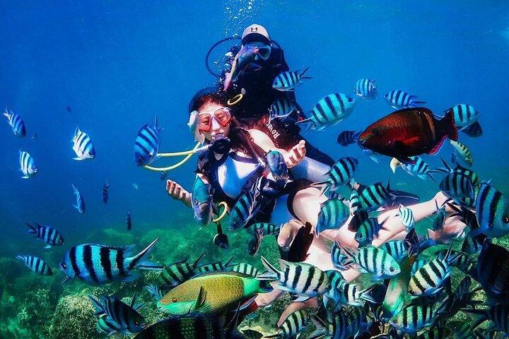 Hon Mun Island Discovery Scuba Diving Experience à Nha Trang