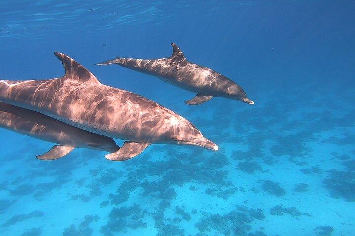 Gita di snorkeling Dolphin House da Hurghada con pranzo