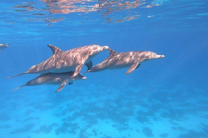 Gita di snorkeling Dolphin House da Hurghada con pranzo