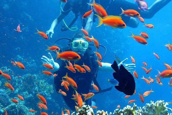 Buceo de día completo para principiantes en Hurghada