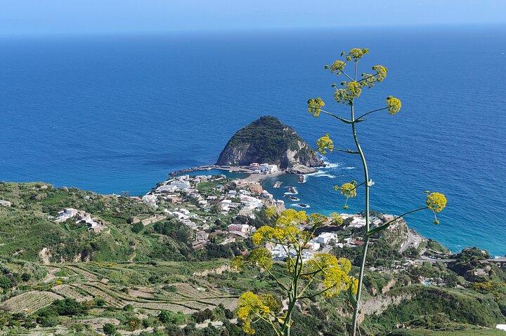 Ischia Tour and Wine