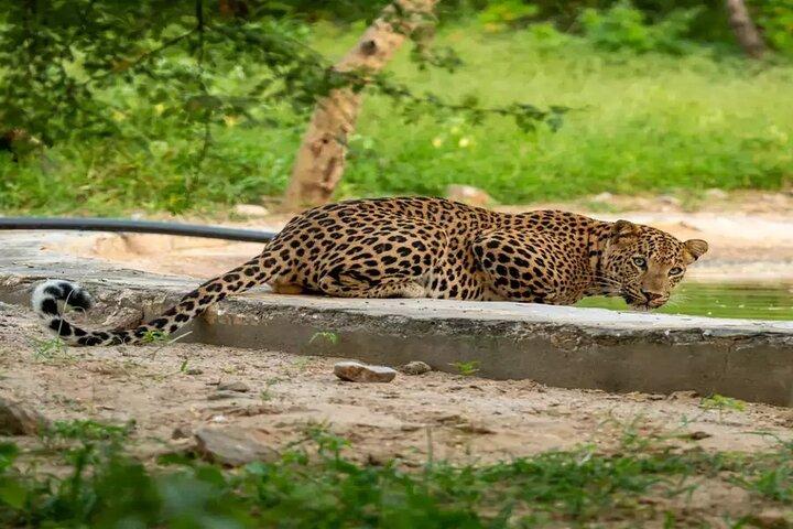 Jaipur Leopard Safari mit Affentempel mit Pick-up und Drop