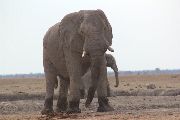 Viagem de um dia a Moremi (Okavango)