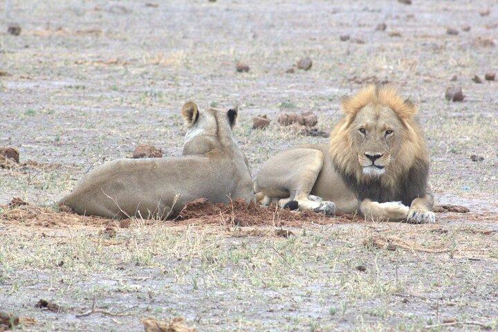 Viagem de um dia a Moremi (Okavango)