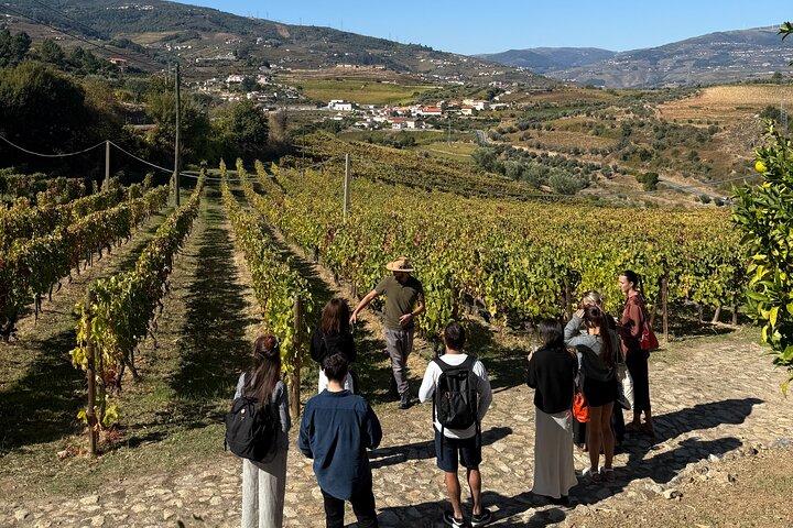 Wine Tasting at Quinta dos Novais in Douro Valley