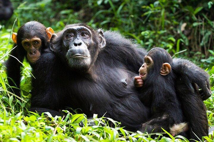5-dages Gorilla Trekking Safari i Bwindi Forest
