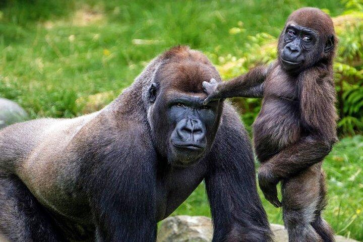 5-dages Gorilla Trekking Safari i Bwindi Forest