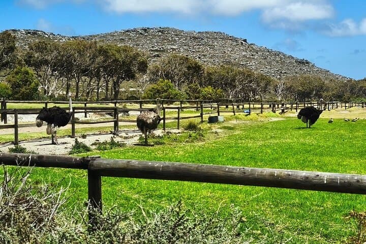 Cape of Good Hope Cape Point and Penguins Private Tour Cape Town